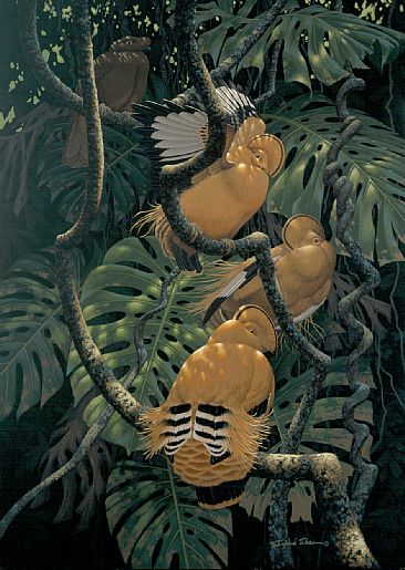Tangerine Dancers - Guianan Cocks-Of-The-Rock by Richard Sloan (1935-2007)